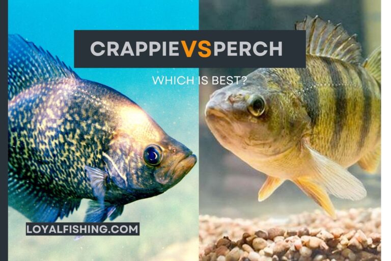 Crappie VS Perch: 5 Differences [Which Is Best?] ✨
