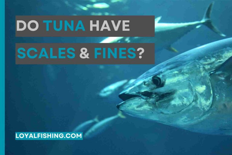Does TUNA Have Scales And Fins? [5 Things May Shock You]