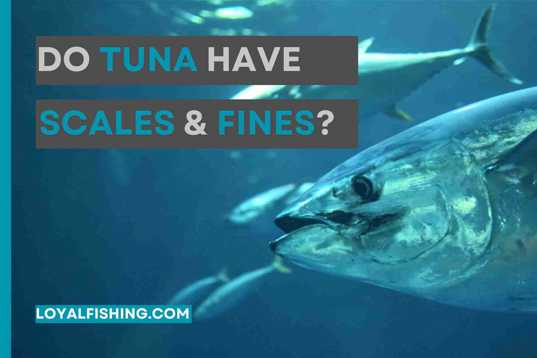 Do tuna have Scales and Fines