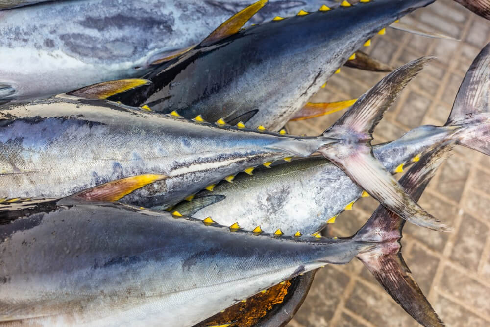Does yellowfin tuna have scales