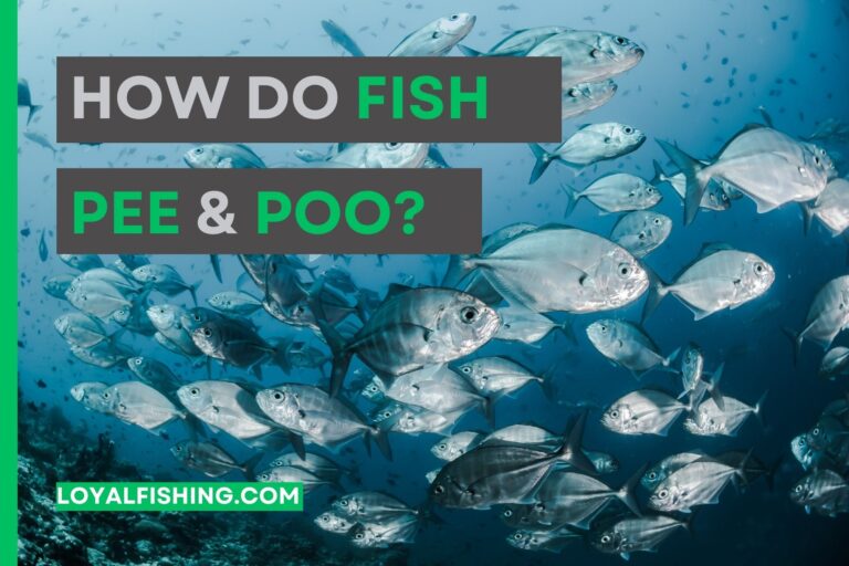 How do Fish Poop and Pee? [and How Often?]