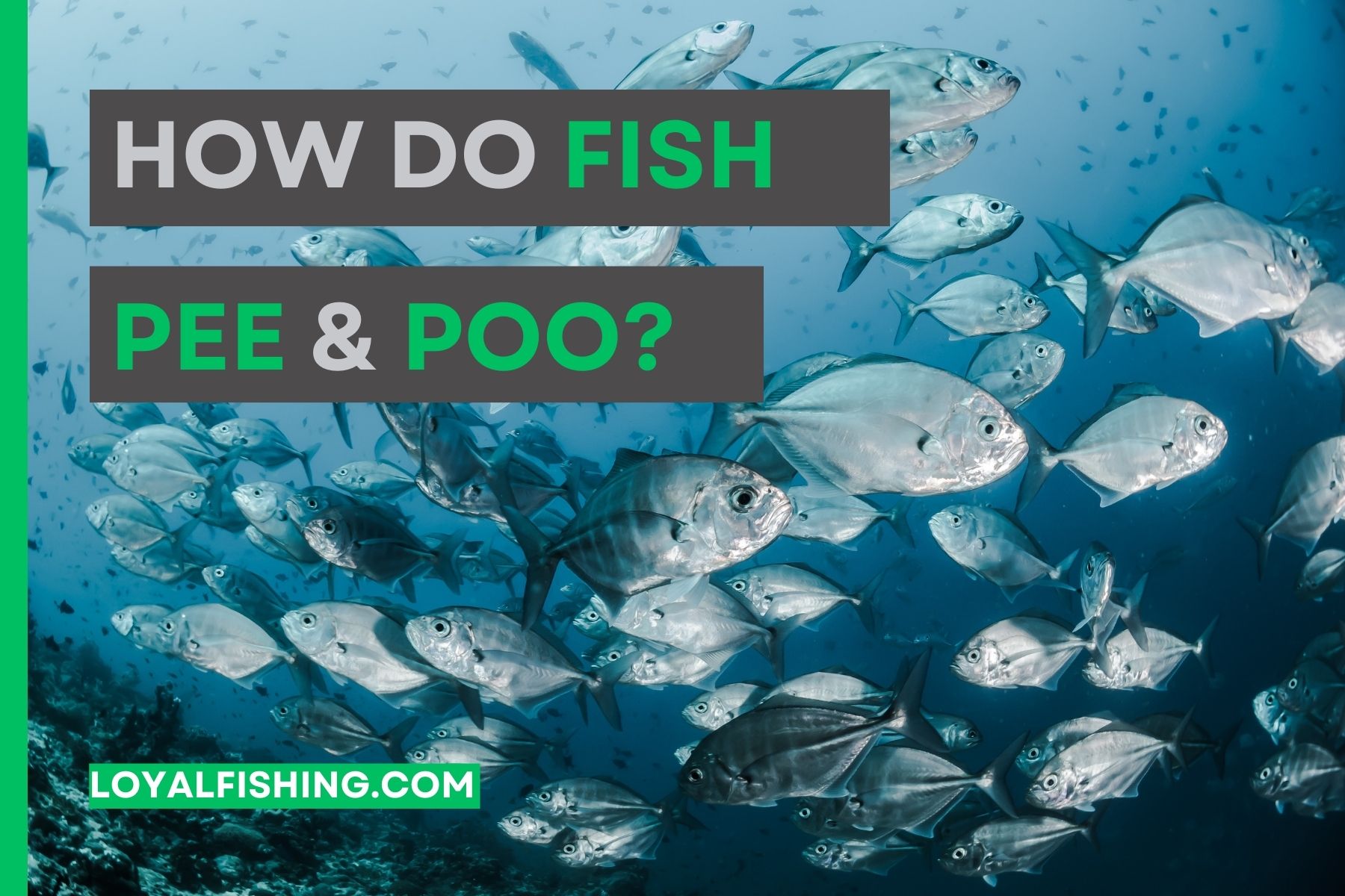How do Fish Pee and Poo