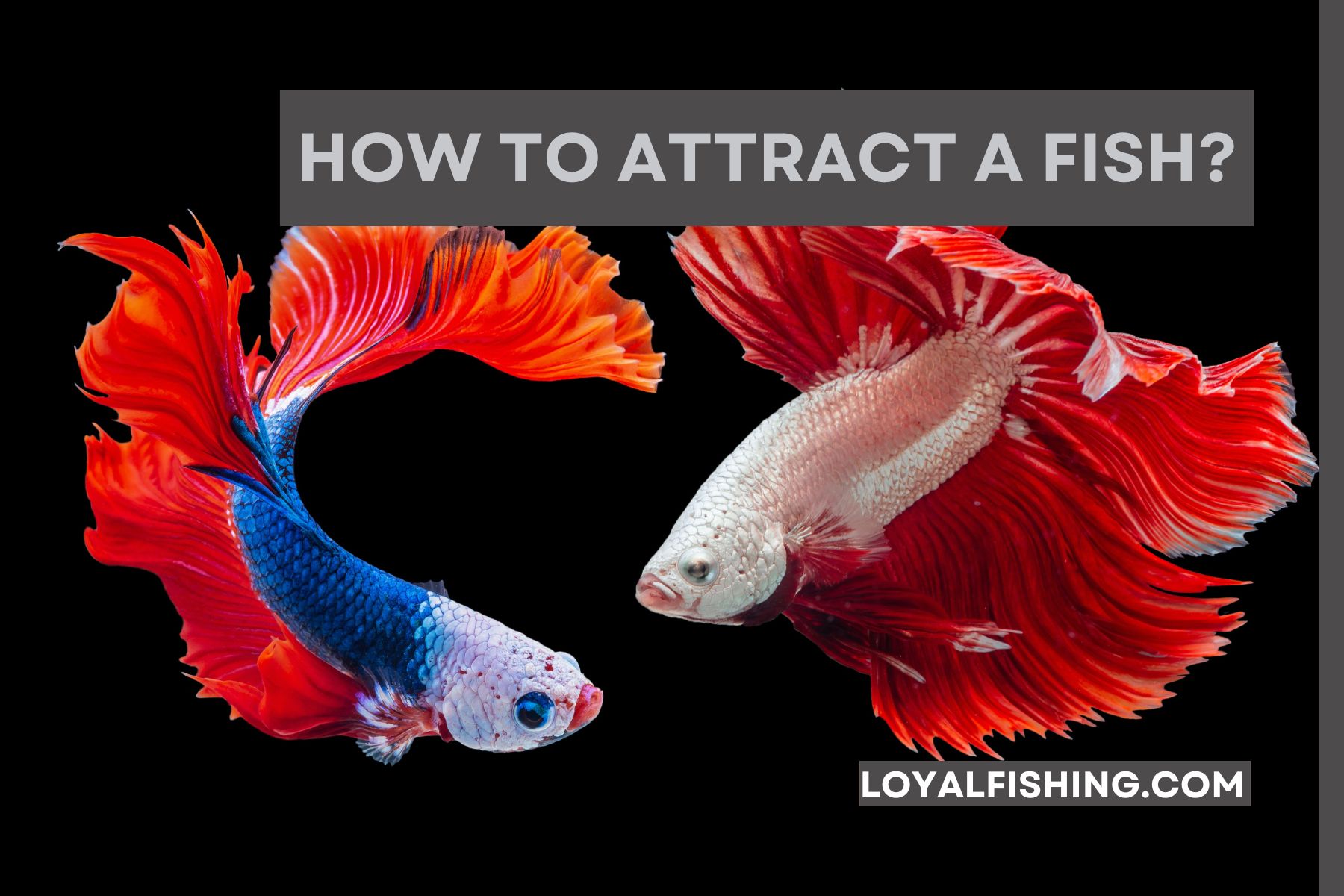 How to Attract a Fish