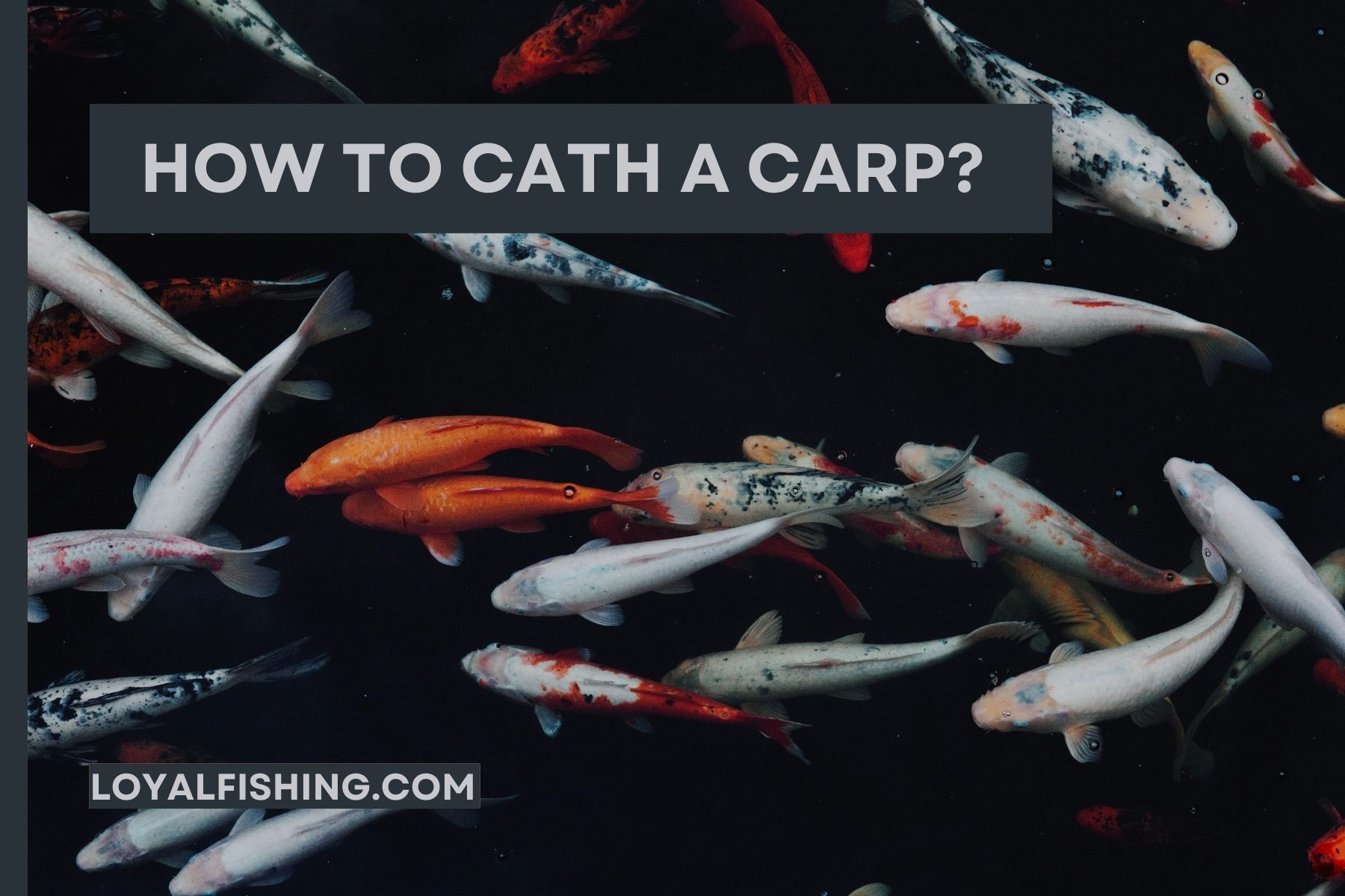 How to Catch a Carp