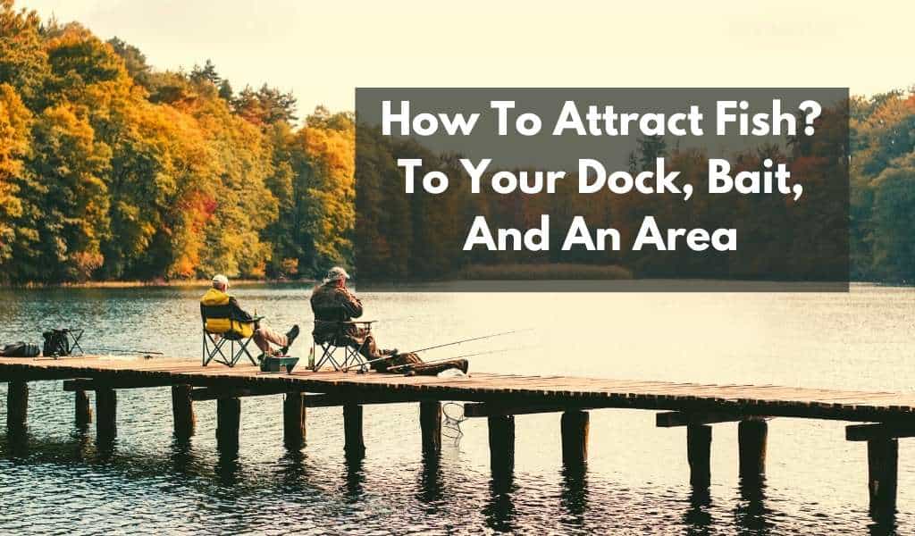 How to attract fish to your dock bait