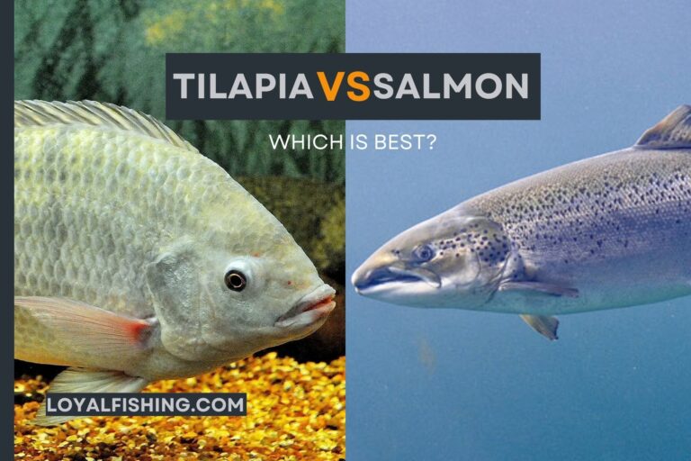 Tilapia VS Salmon: 7 Differences [Which Is Best?] ✨