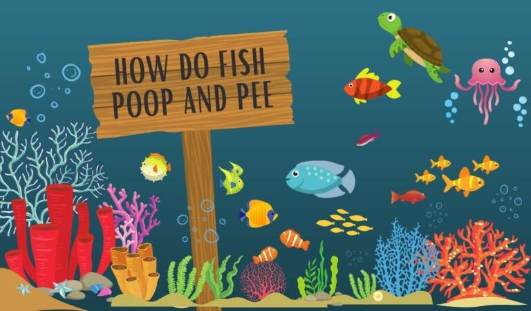 How do Fish Poop and Pee? (and How Often?)