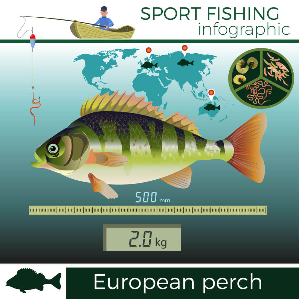 perch infographic