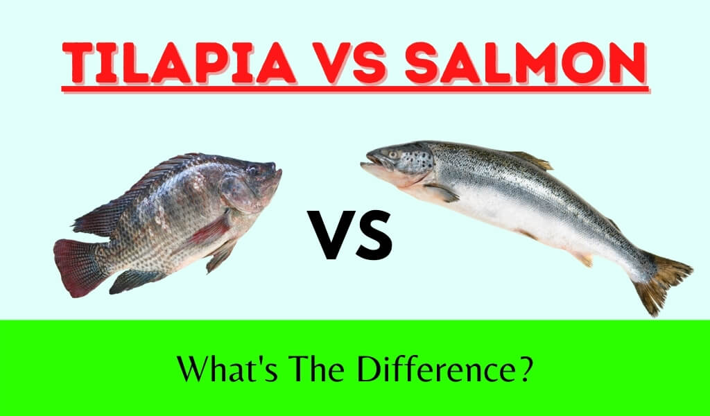 tilapia vs salmon