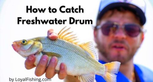 how to catch freshwater drum
