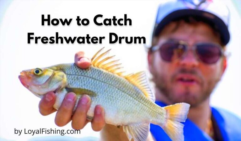 How to Catch Freshwater Drum – Beginners Guide 2023