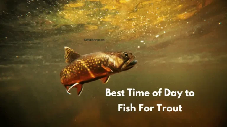 Best Time of Day to Fish For Trout · [5 Things you didn’t know]