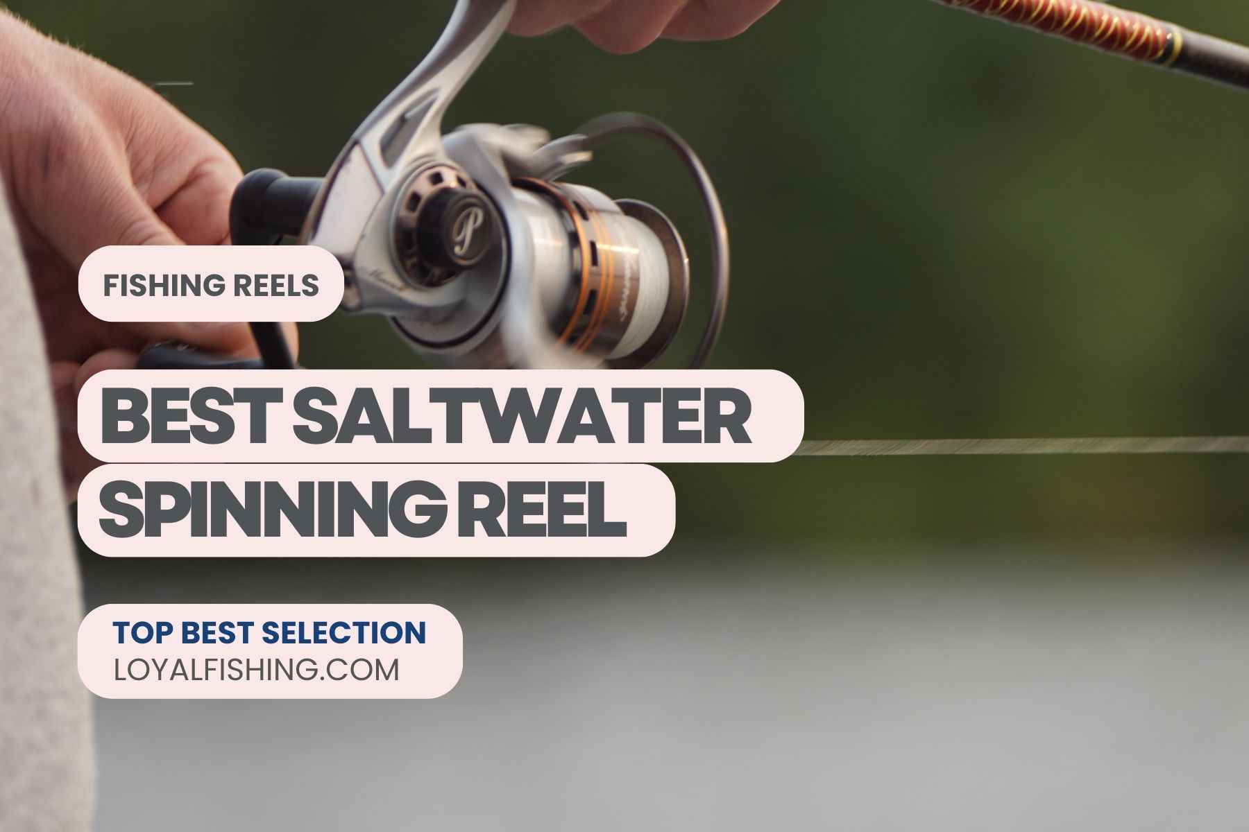 Best Saltwater Spinning Reel for the Money 2024
