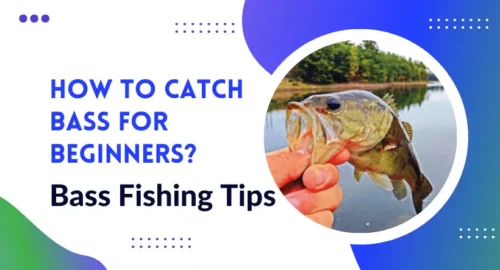 Bass Fishing Tips How To Catch Bass For Beginners