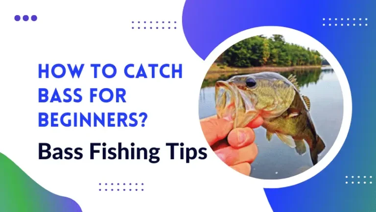 Bass Fishing for Beginners – How to Catch Bass