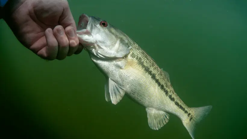 How To Catch Bass For Beginners