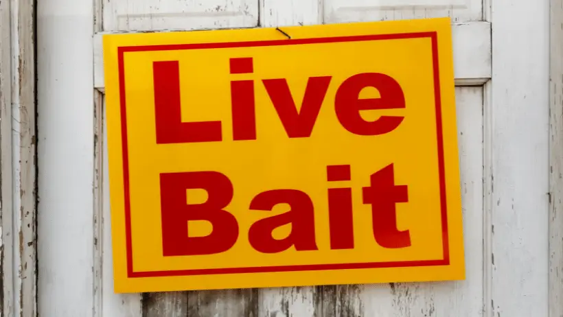 best live bait for bass