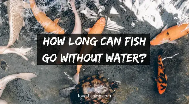 How Long Can Fish Go Without Water?
