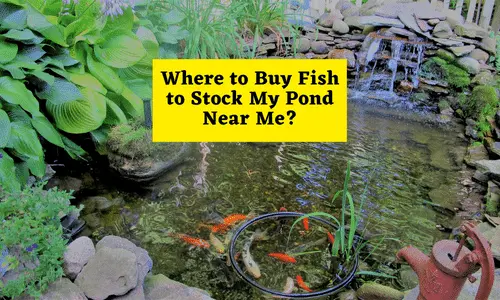 Where to Buy Fish to Stock My Pond Near Me?