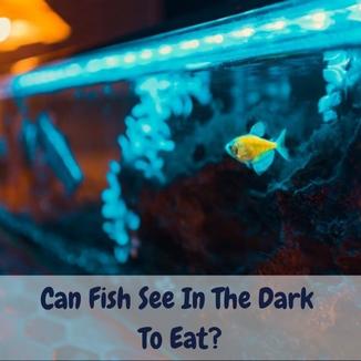 Can Fish See in the Dark to Eat? (Answer Inside)