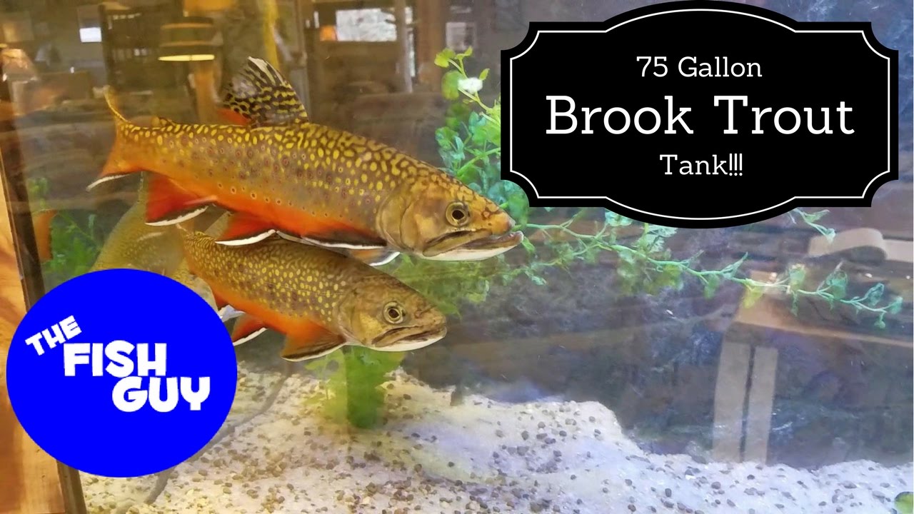 Can You Keep Trout in a Fish Tank