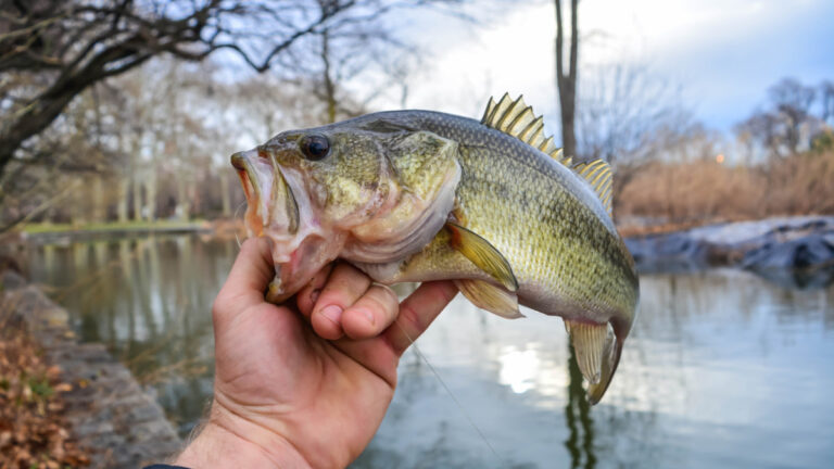 Does Holding a Fish by the Gills Hurt It?