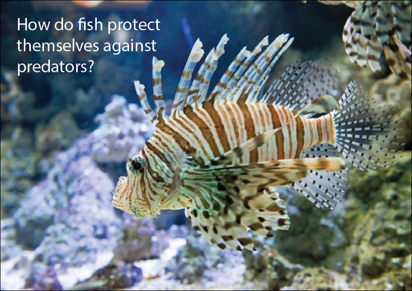 How Do Fish Protect Themselves from Predators