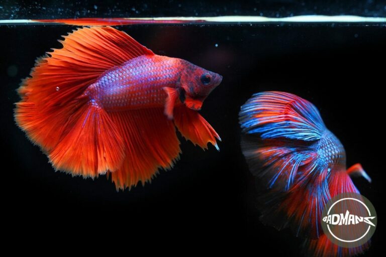 How Long Can a Betta Fish Go Without Water Change