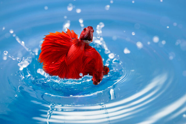 How Long Can a Betta Fish Live Out of Water