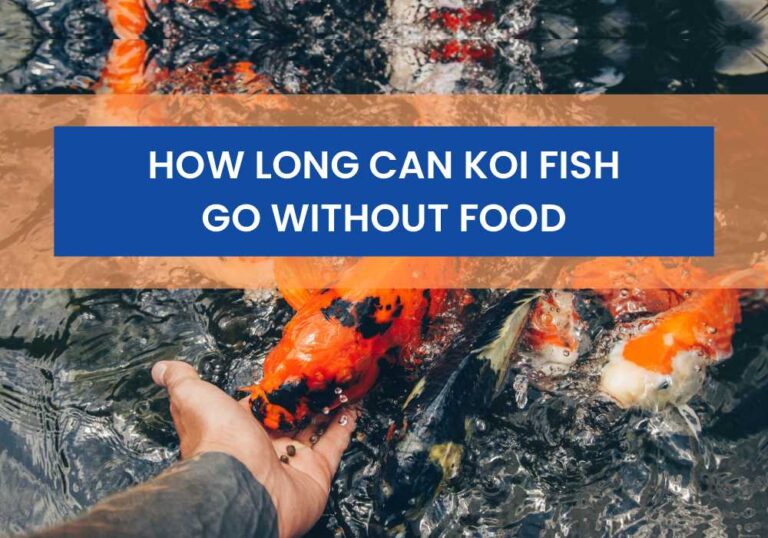 How Long Can Koi Fish Live Without Food?