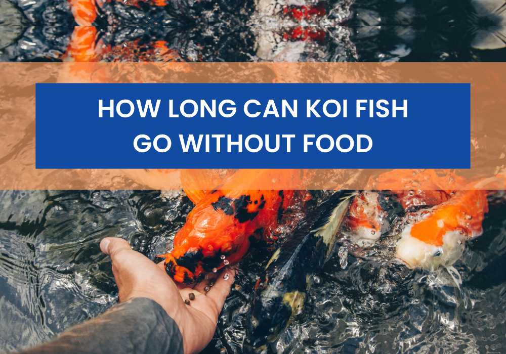 How Long Can Koi Fish Live Without Food