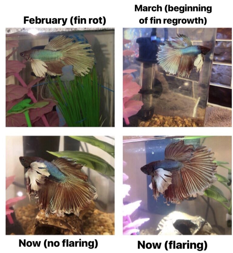How Long Does It Take for Fish to Regrow Fins