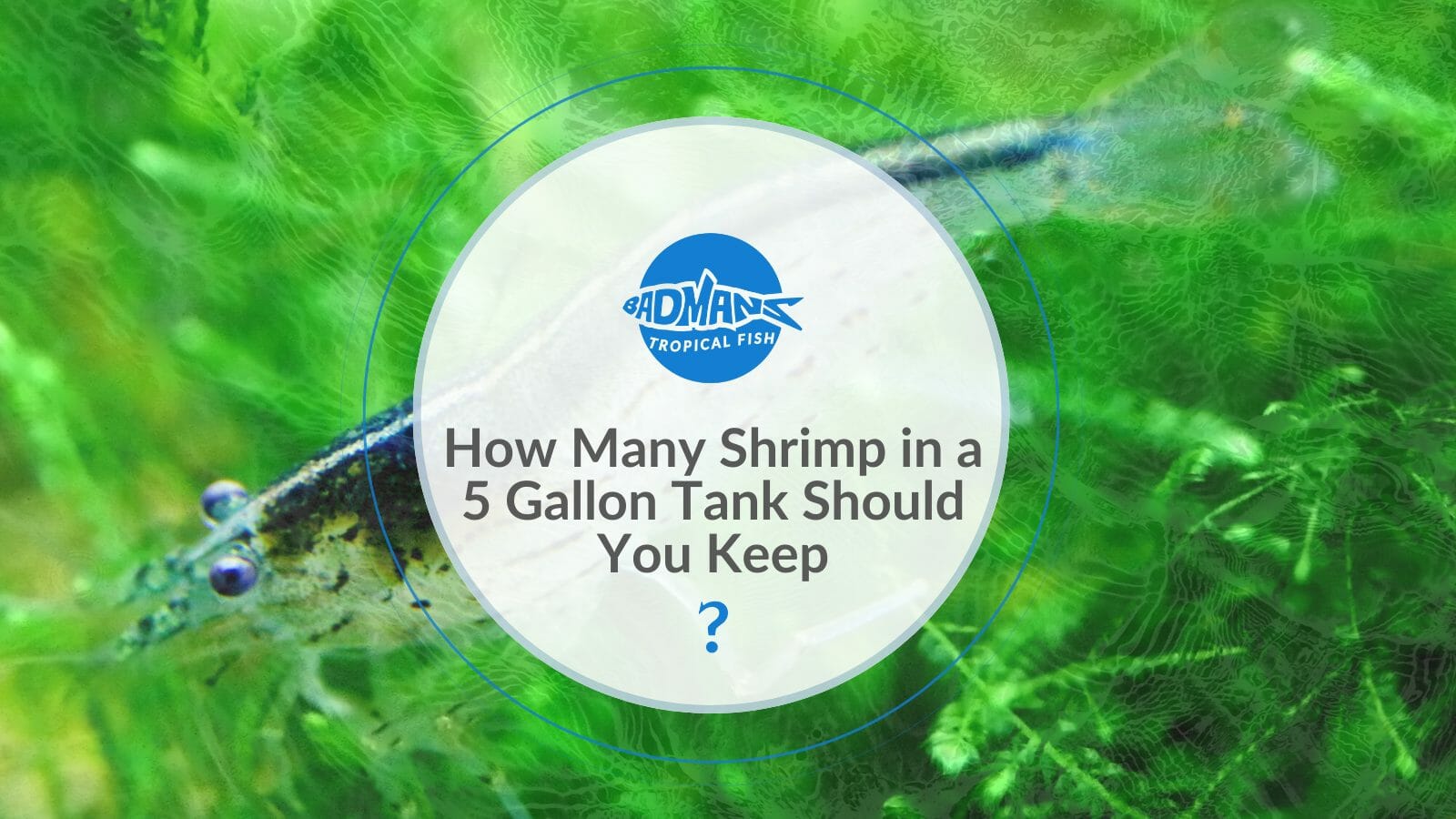 How Many Shrimp in a 5-Gallon Tank With Other Fish