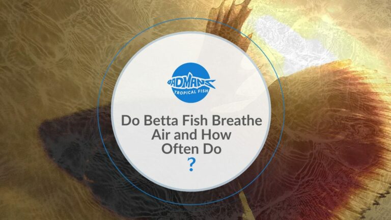 How Often Do Betta Fish Come Up for Air