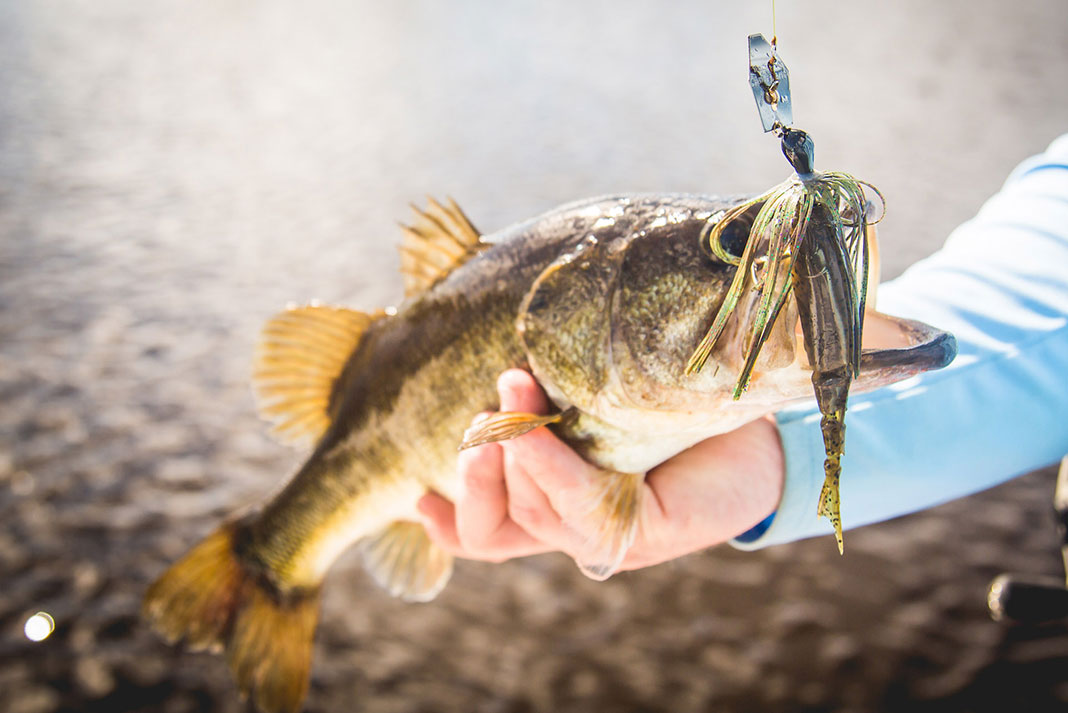 How to Fish a Chatterbait in the Fall