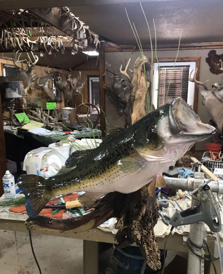 How to Prep a Fish for Taxidermy