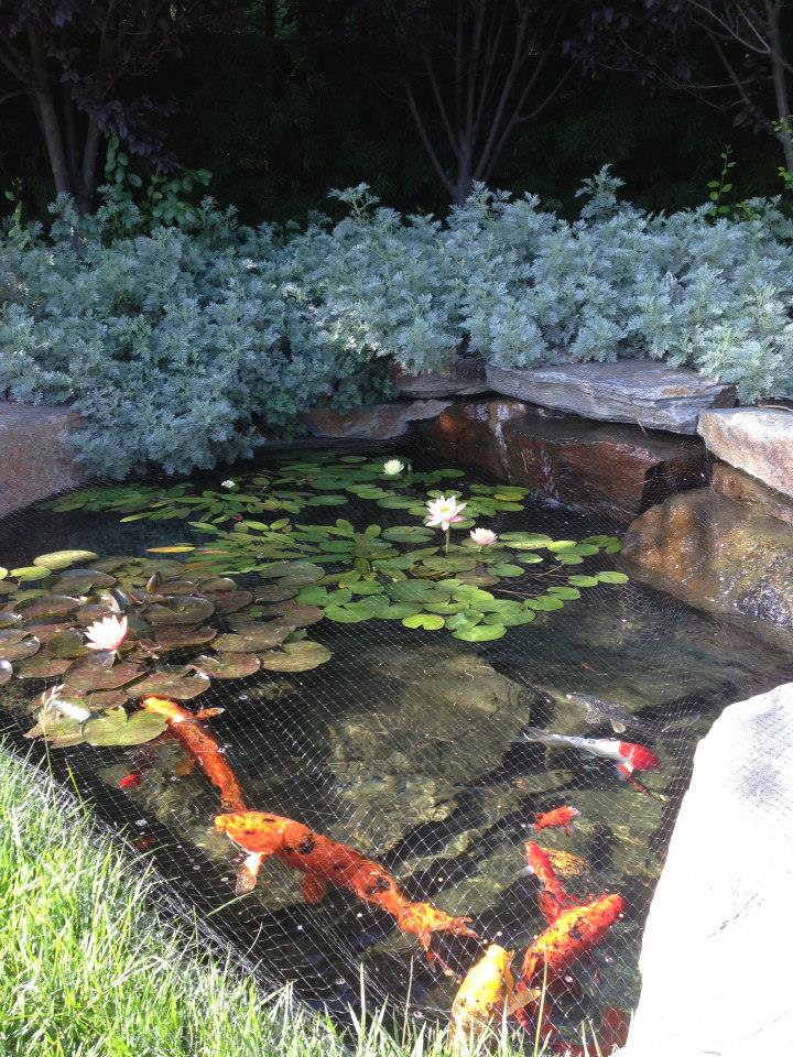 How to Protect Koi Fish from Predators?