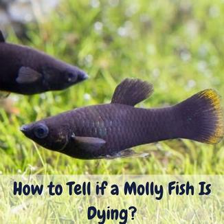 How to Tell If a Molly Fish is Dying
