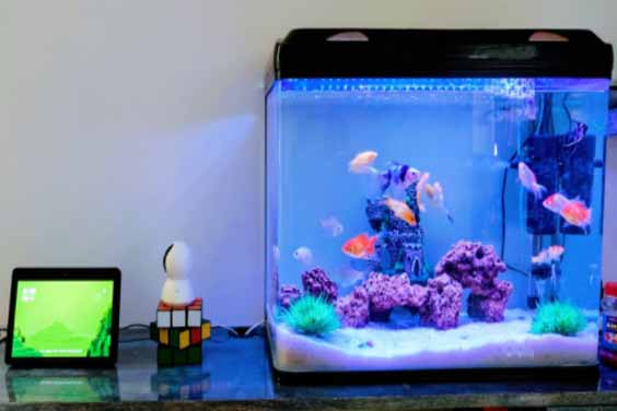 What are Ceramic Rings for Fish Tank?