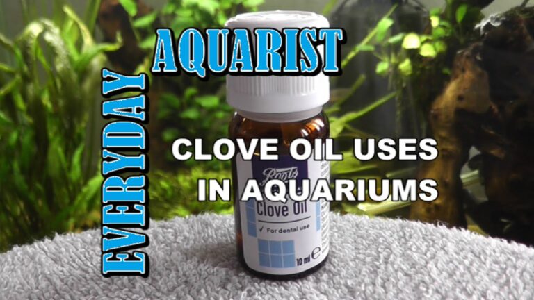 Where to Buy Clove Oil for Fish?