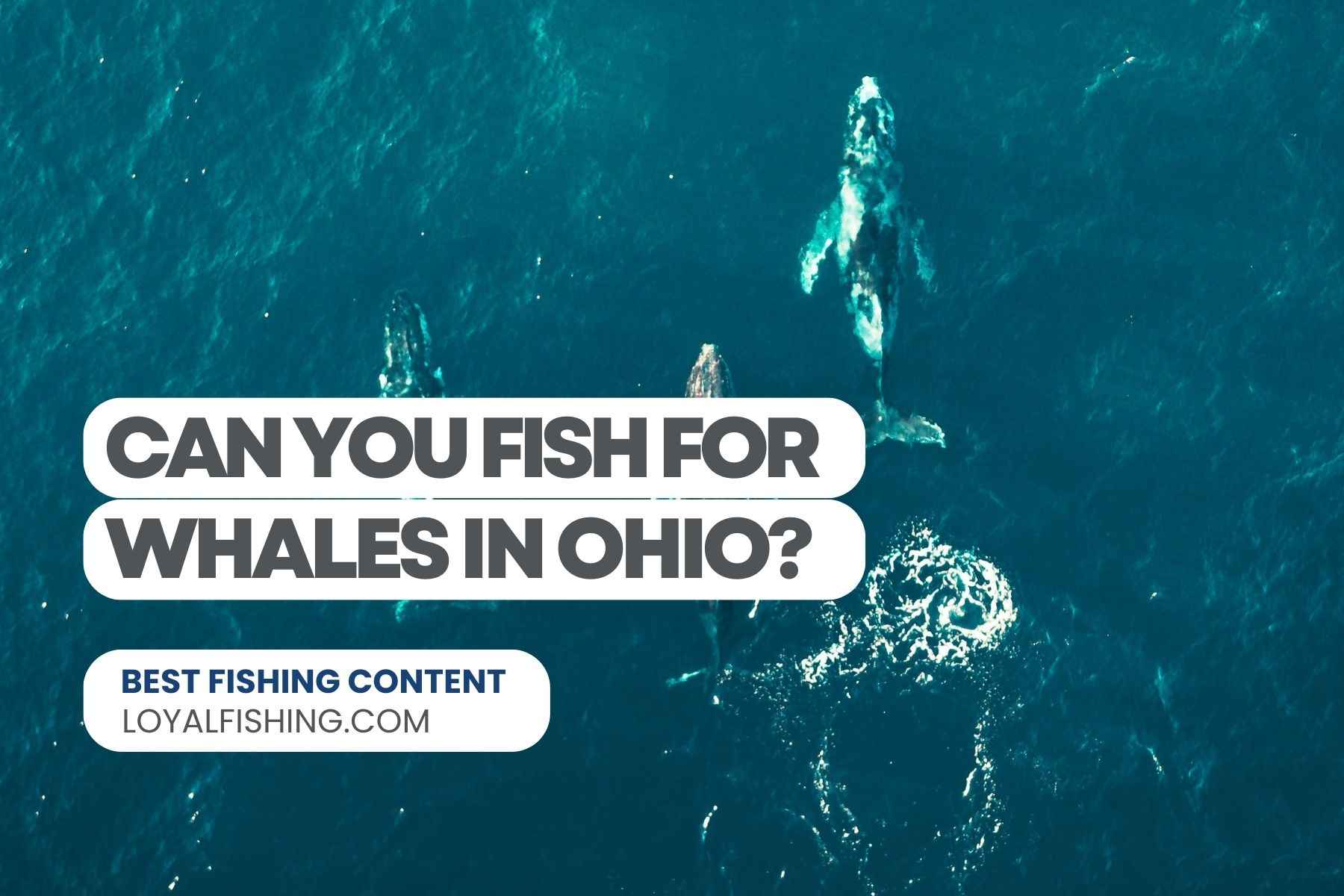 Can You Fish for Whales in Ohio?