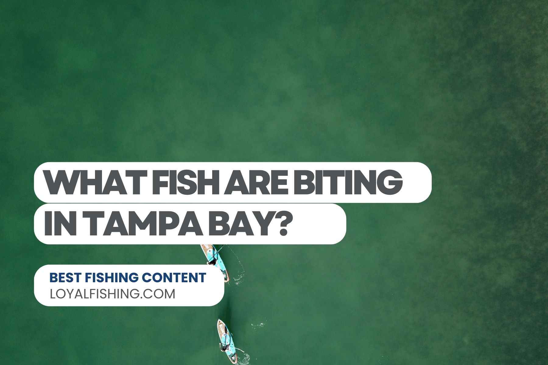 What Fish are Biting in Tampa Bay Now