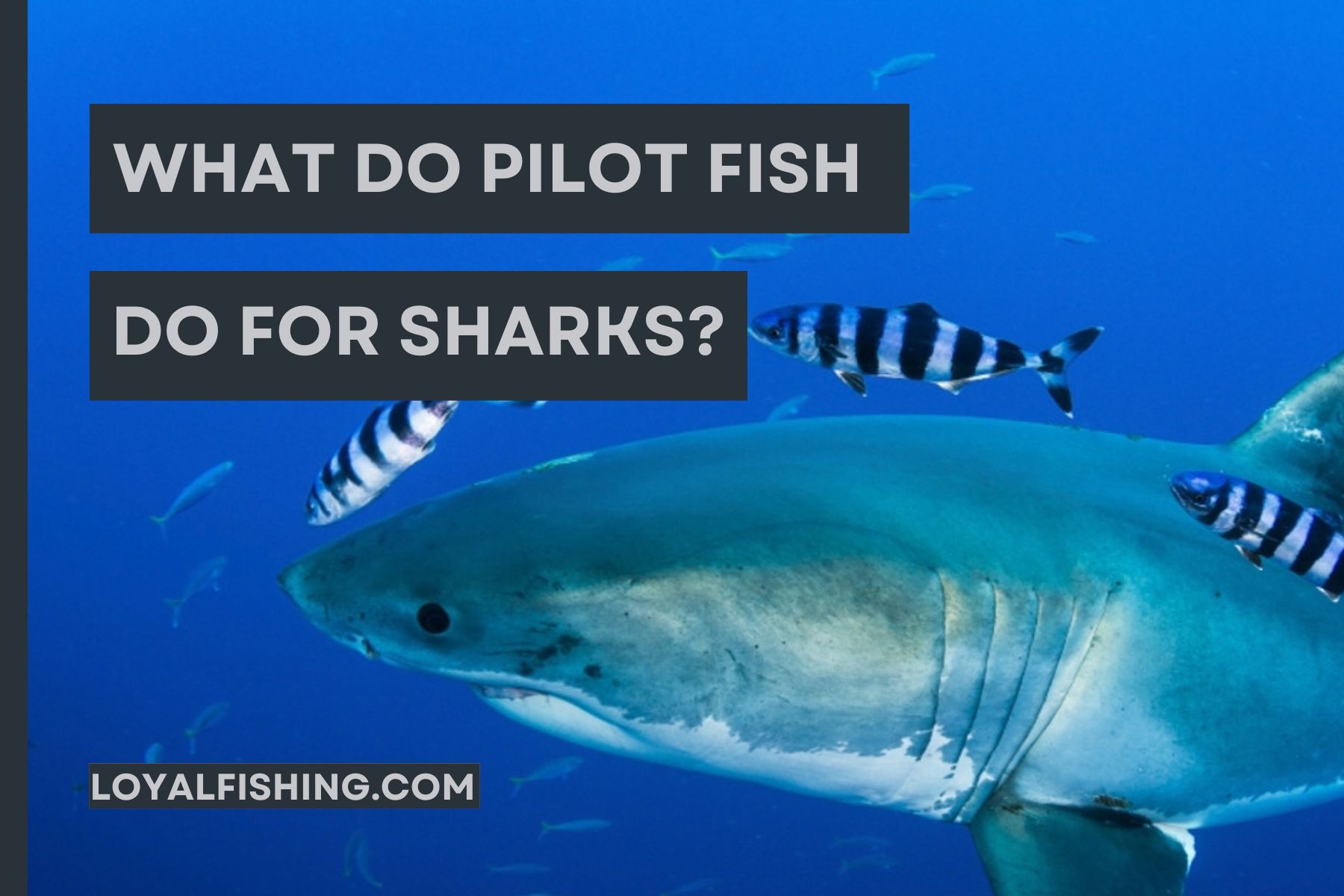 What Do Pilot Fish Do for Sharks