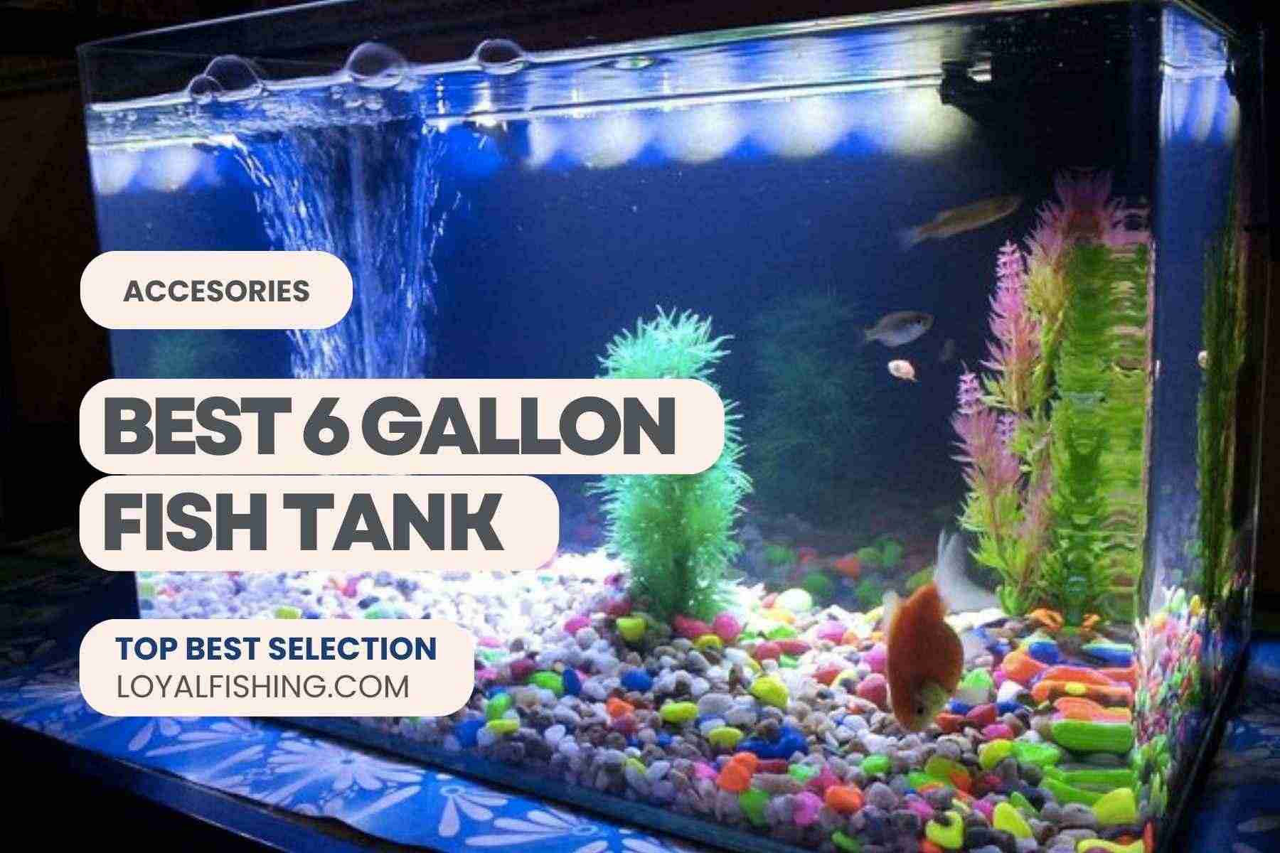 Best 6 Gallon Fish Tank